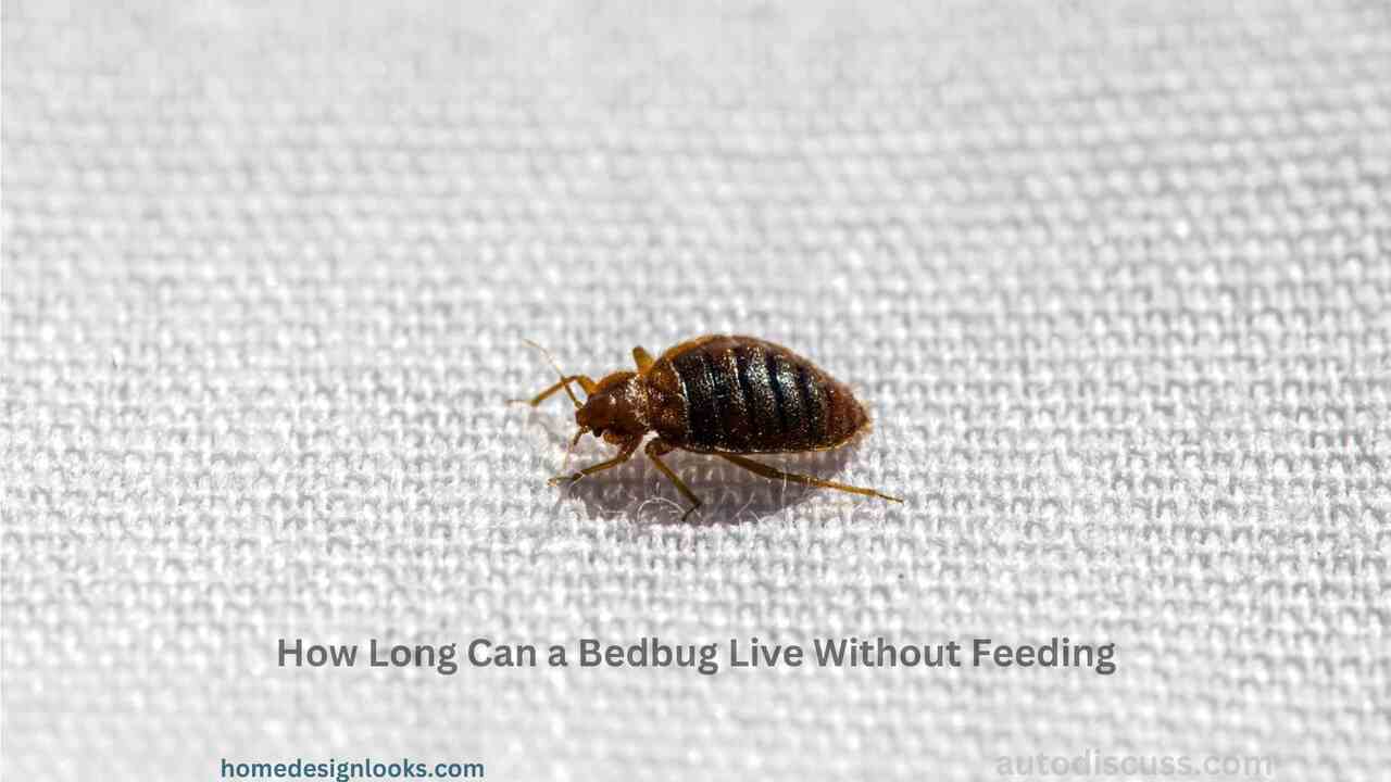 how-long-can-bed-bugs-live-without-food